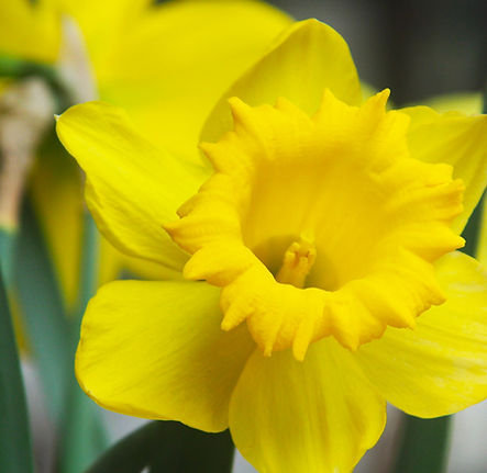 Yellow Daffodil Close Up
