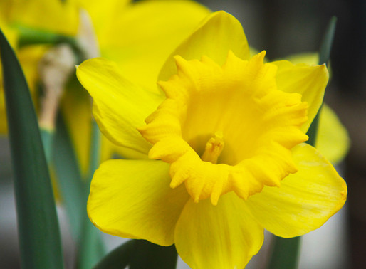 Potting Shed Spring Open Day 2017