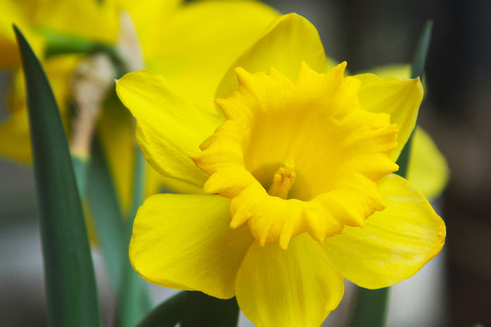 Winter gardening: Onions, garlic and daffodils