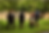 Ranger Banner (1).png