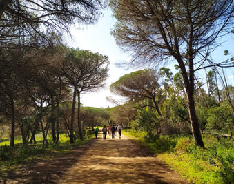 Walk in the forest