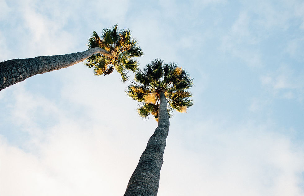 PalmTrees-28
