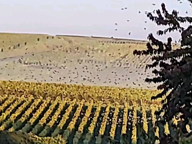 ptačí hejno nad vinicí Michael Hautem