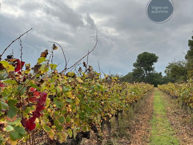 Vinice vinařství Château de l'Engarran při mračném dni