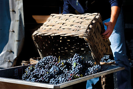 AldoClerico-vendemmia_028.jpg