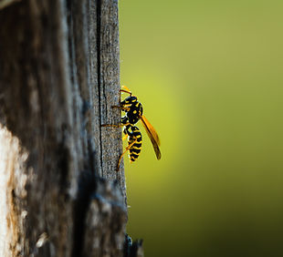 Great Lakes Landcare Pest Control Services.jpg