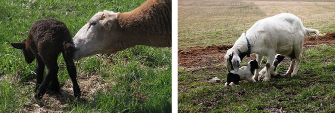 So. MD Lambing & Kidding Workshop