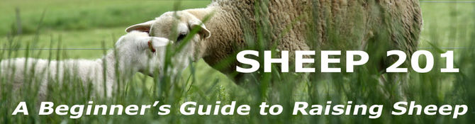 Sheep 201: New Chapters