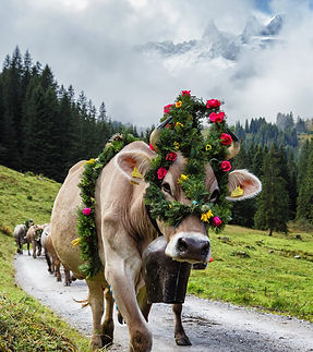 Alpabtrieb Alpe Spora (c) Andreas Haller - Montafon Tourismus GmbH.jpg