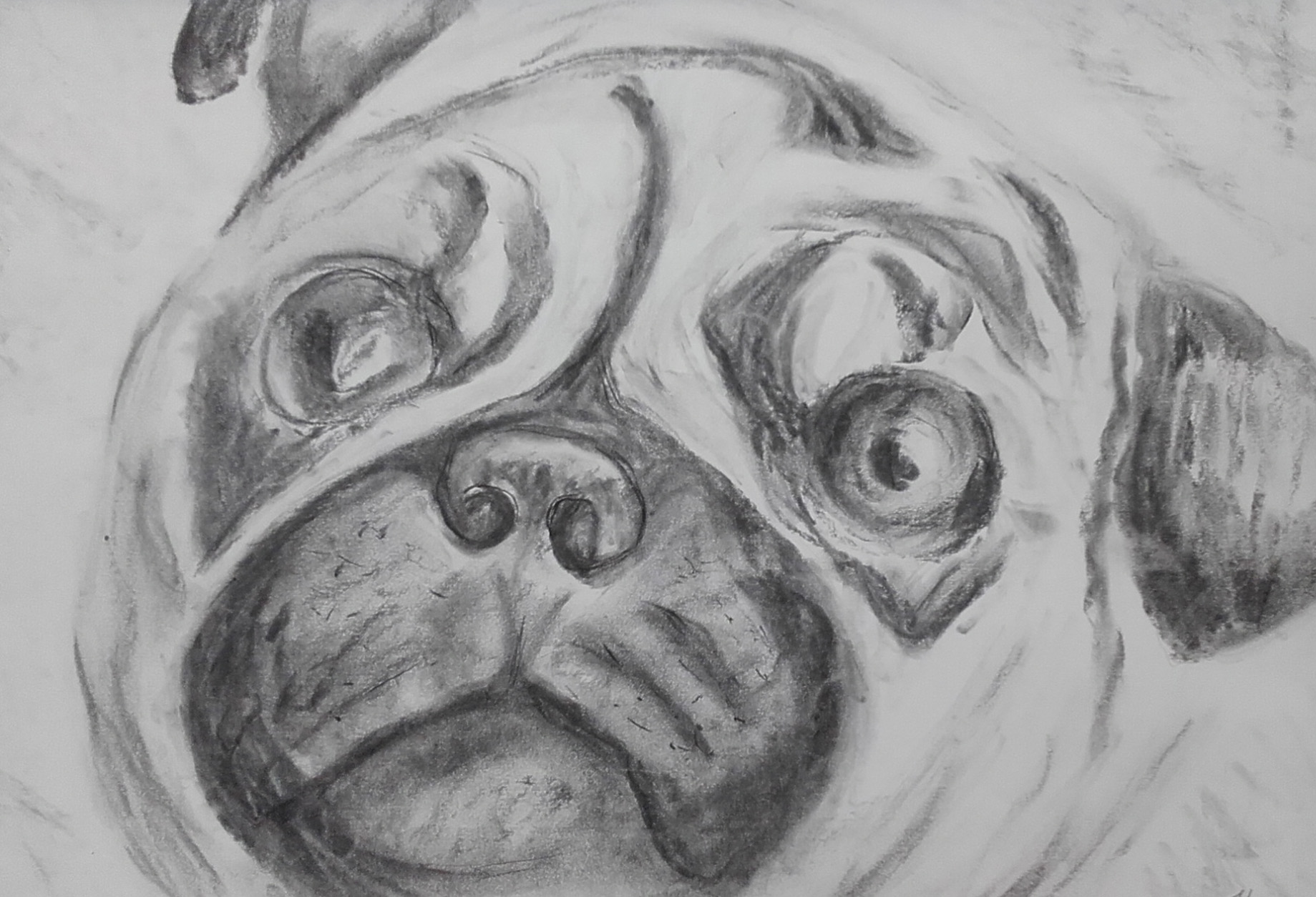 It's a pug's life