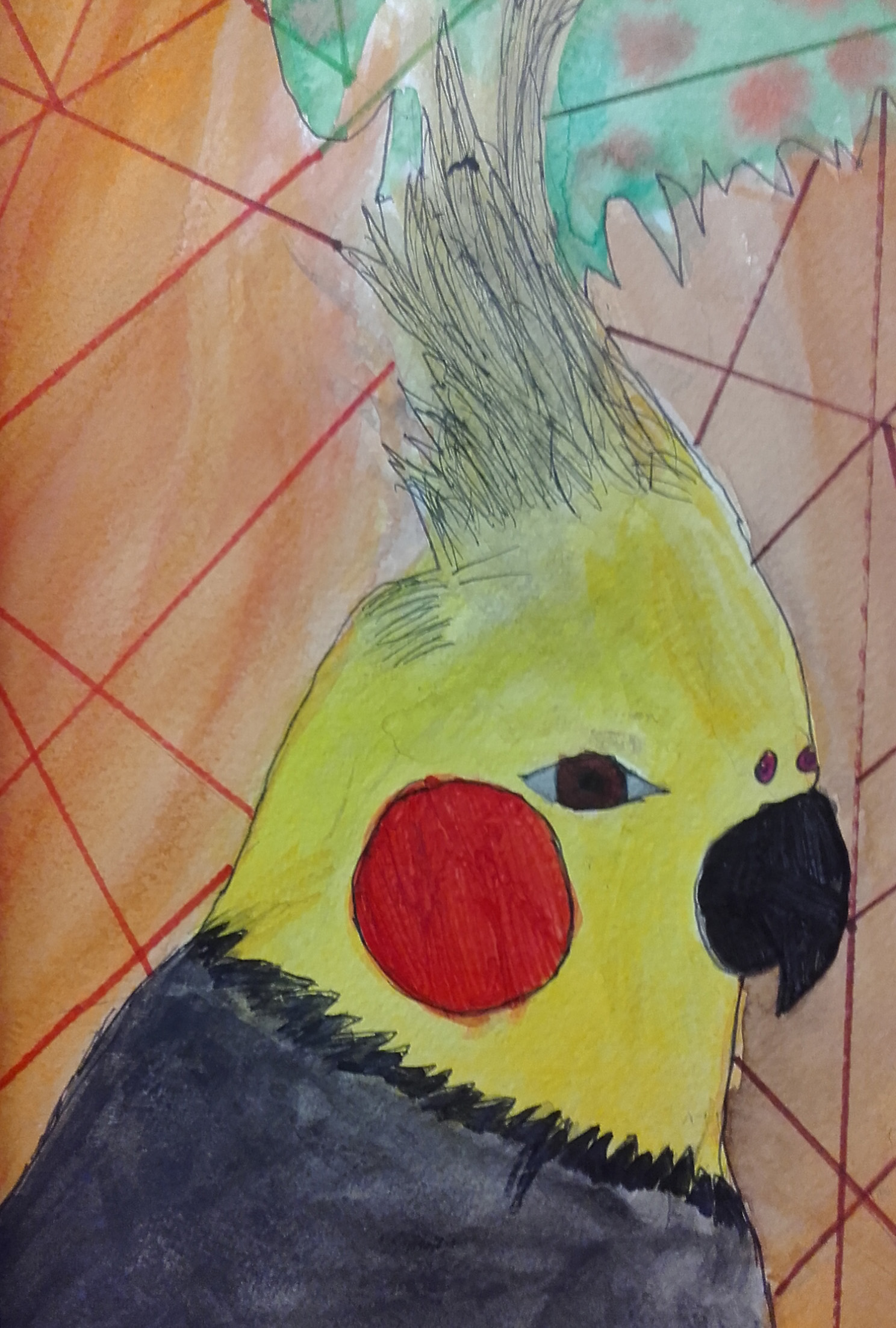 Parrot pet