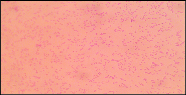 Streptococcus equinus GMB0603