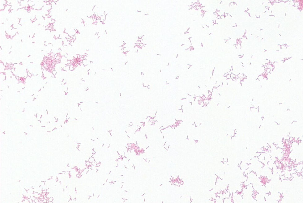 Lactobacillus sp. GMB2030
