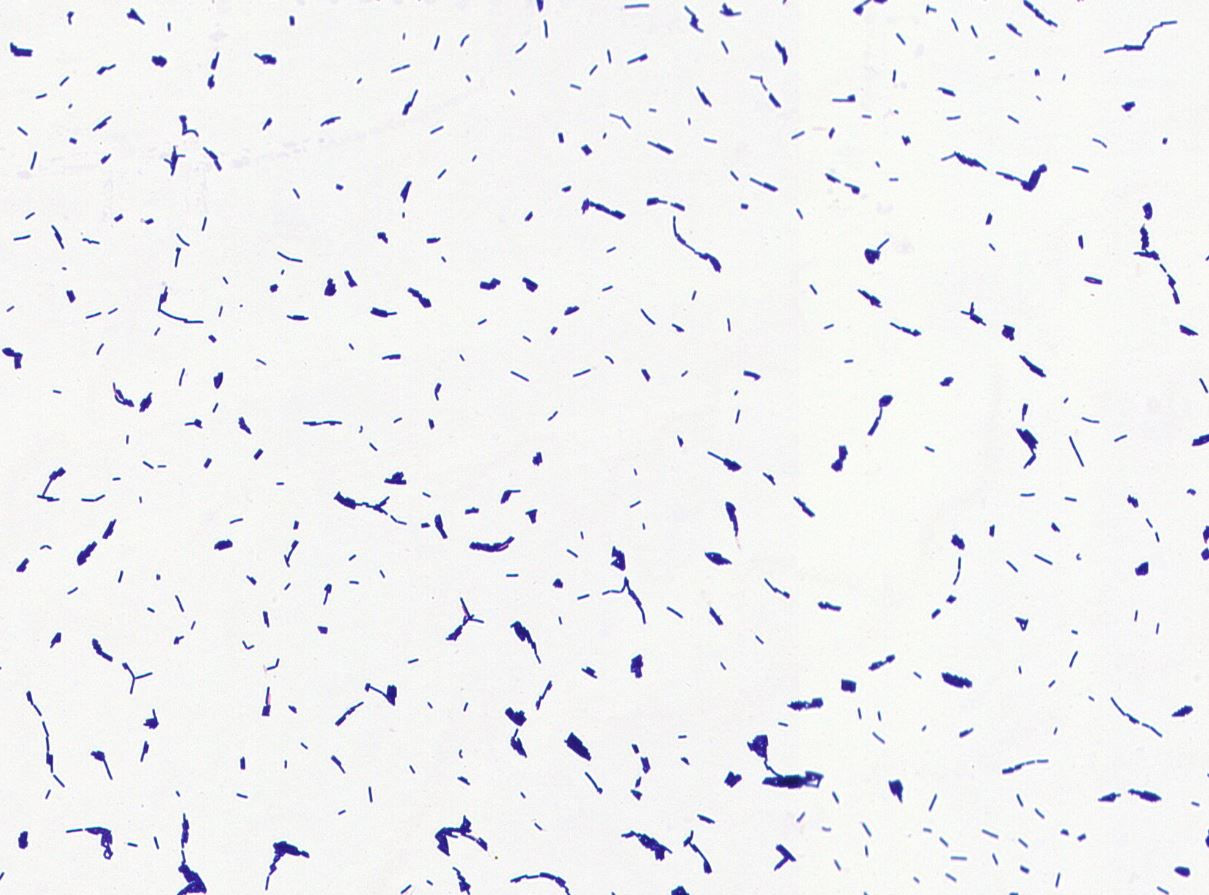 Bacillus circulans GMB2334