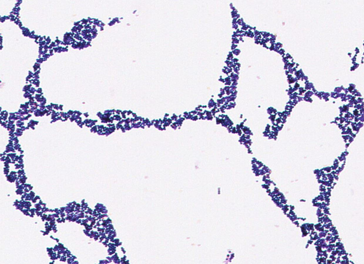 Staphylococcus gallinarum  GMB1720