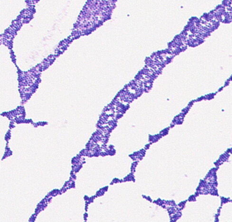Staphylococcus arlettae GMB2199