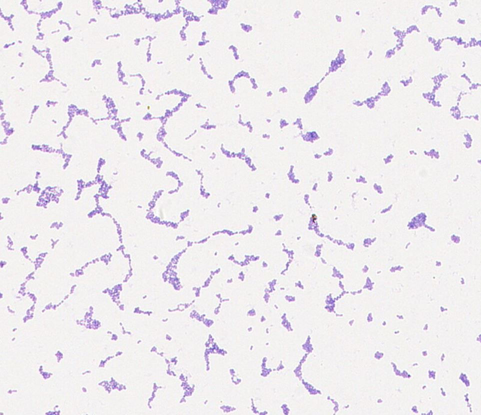 Lactococcus lactis GMB0758