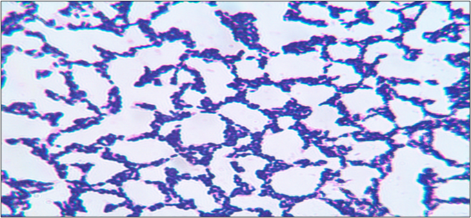 Lactobacillus kitasatonis GMB0593