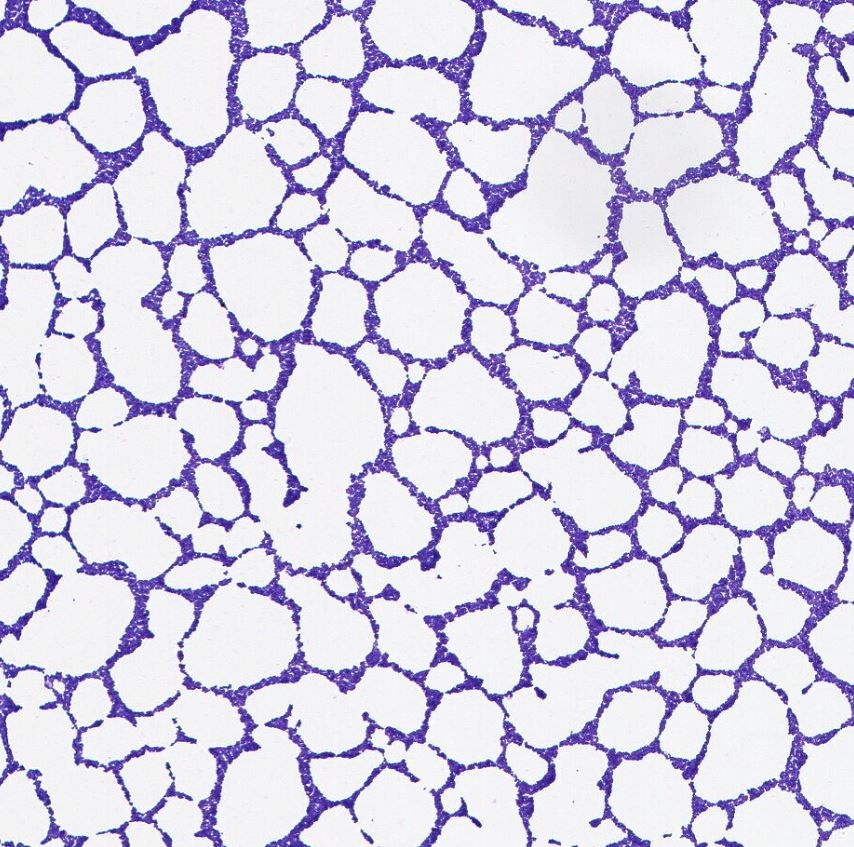 Enterococcus sp. GMB2207