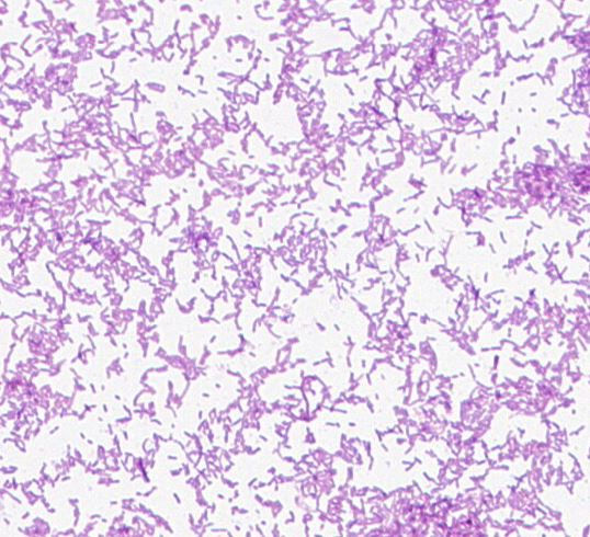 Ligilactobacillus sp. GMB2081
