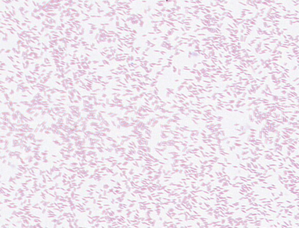 Lactobacillus murinus GMB2383