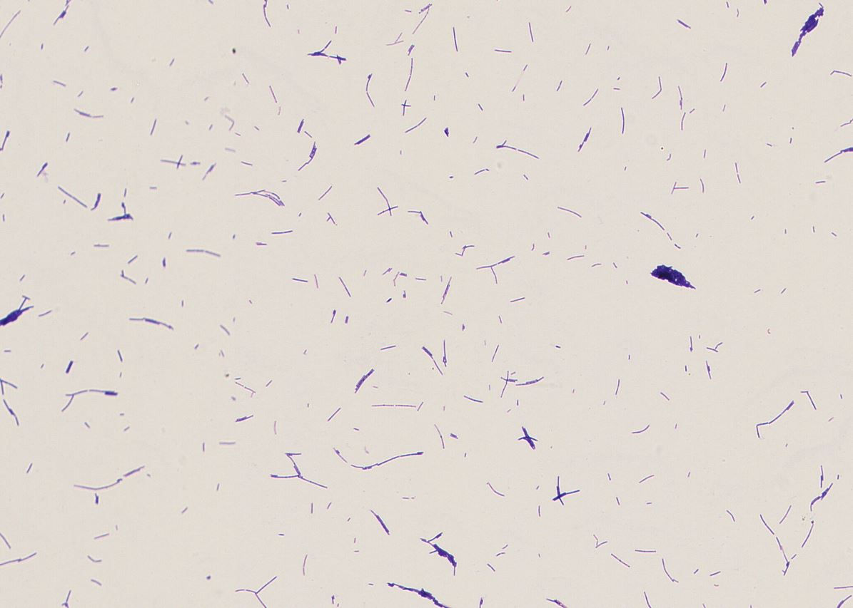 Bacillus tequilensis GMB0884