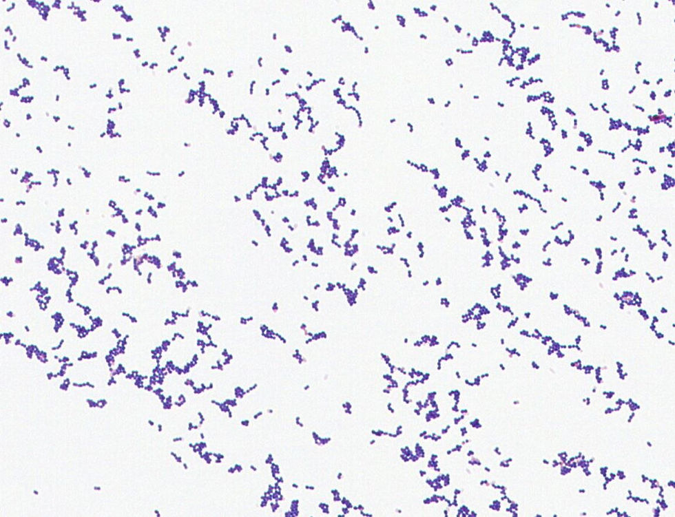 Streptococcus thermophilus GMB0138
