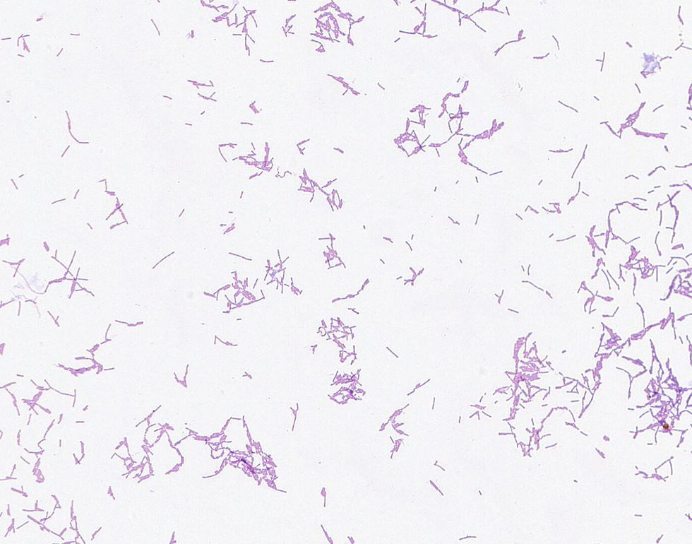 Lactobacillus salivarius GMB0742