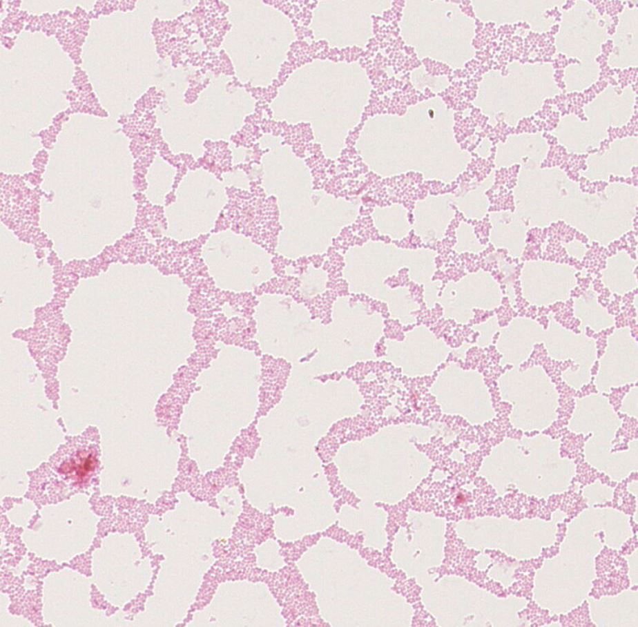 Enterococcus gallinarum GMB0163