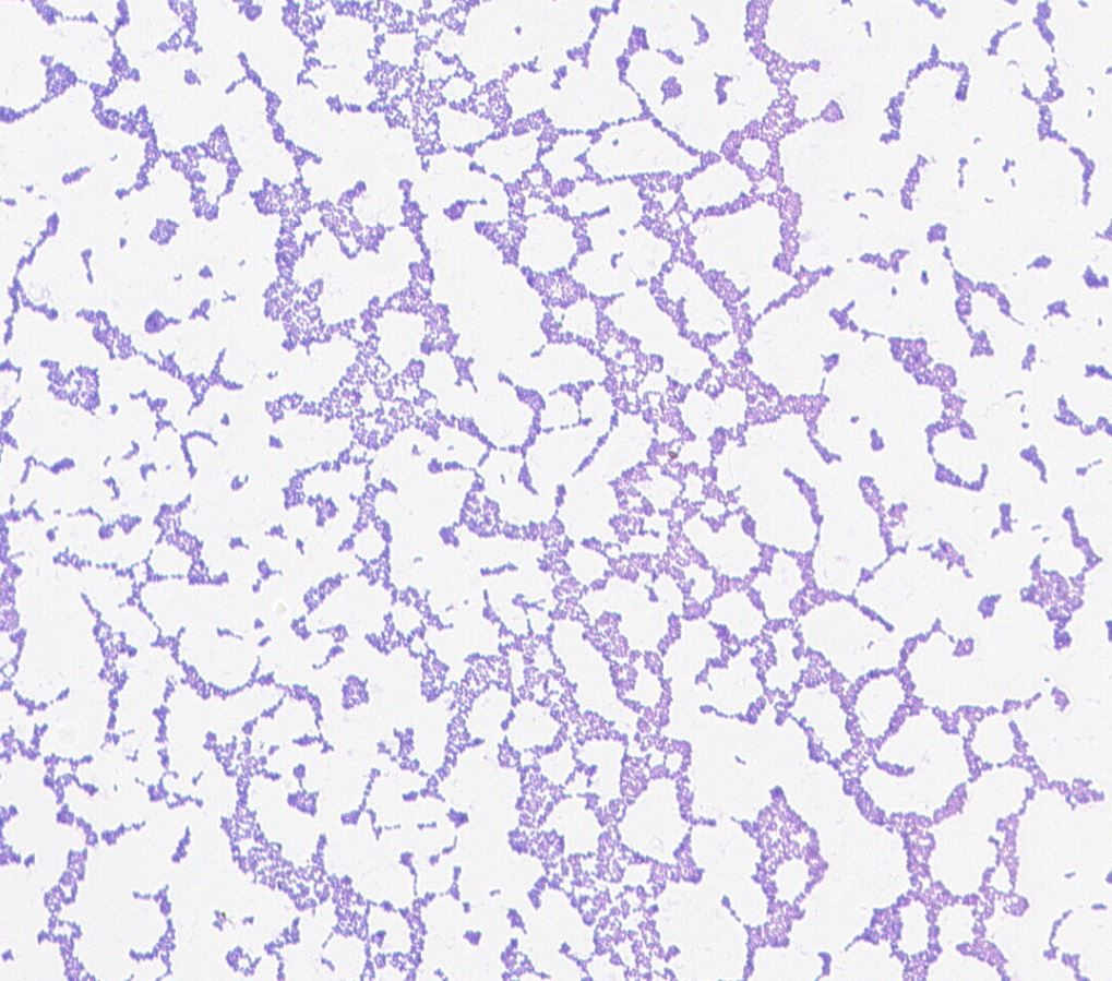 Lactococcus lactis GMB1844