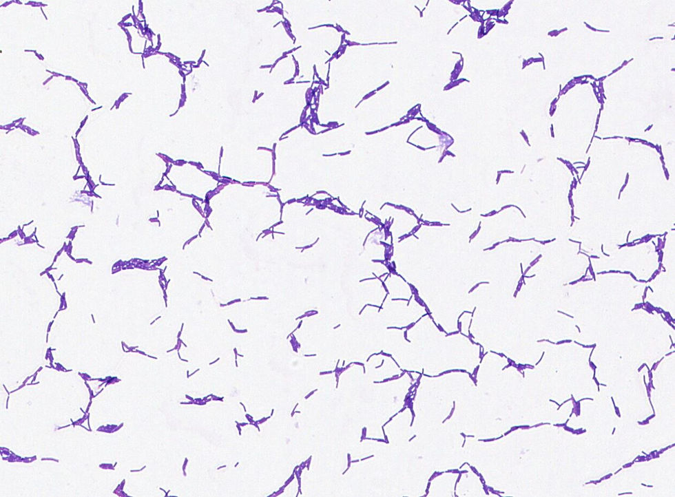 Lacticaseibacillus sp. GMB2193