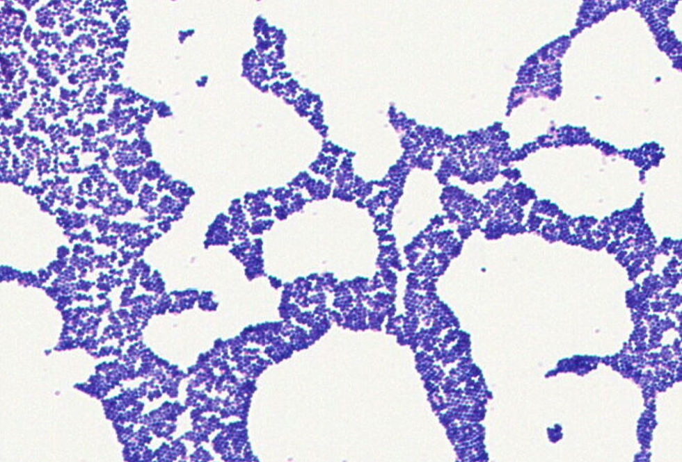 Staphylococcus sp. GMB1863