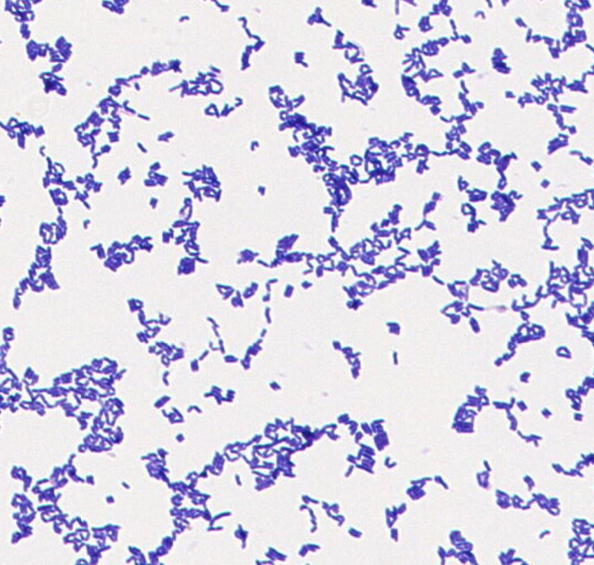 Fructilactobacillus lindneri GMB0109