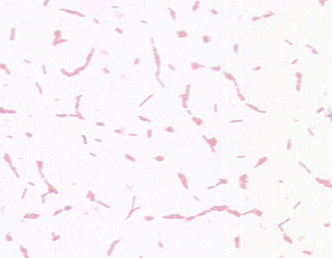 Vibrio alginolyticus  GMB1532