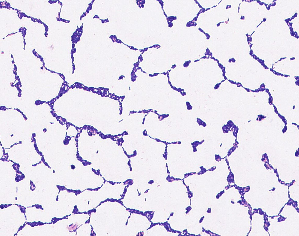 Bacillus novalis GMB0635