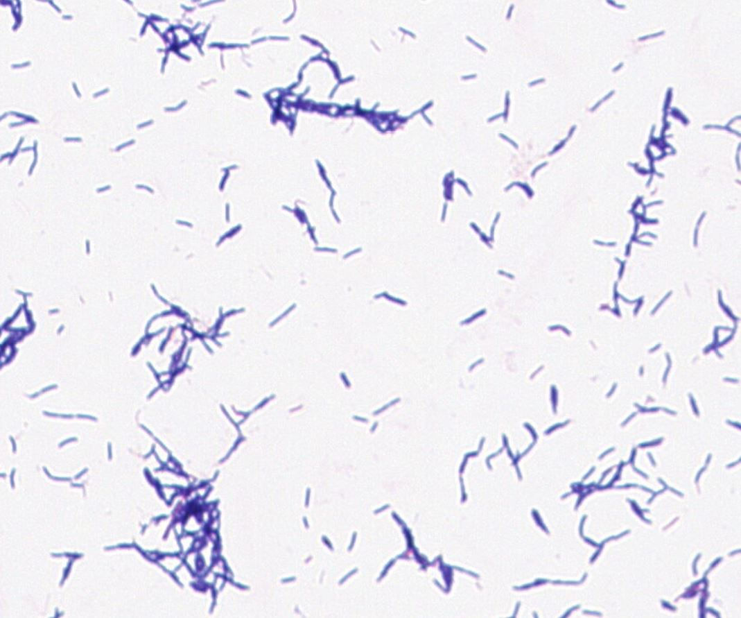 Lactobacillus mucosae  GMB2222