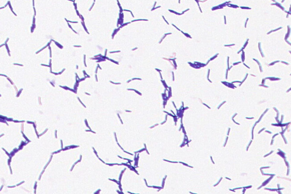 Faecalicatena fissicatena GMB0277