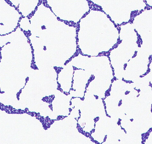 洋書 bacillus subtilis fmicb-13-1069109-g001.jpg