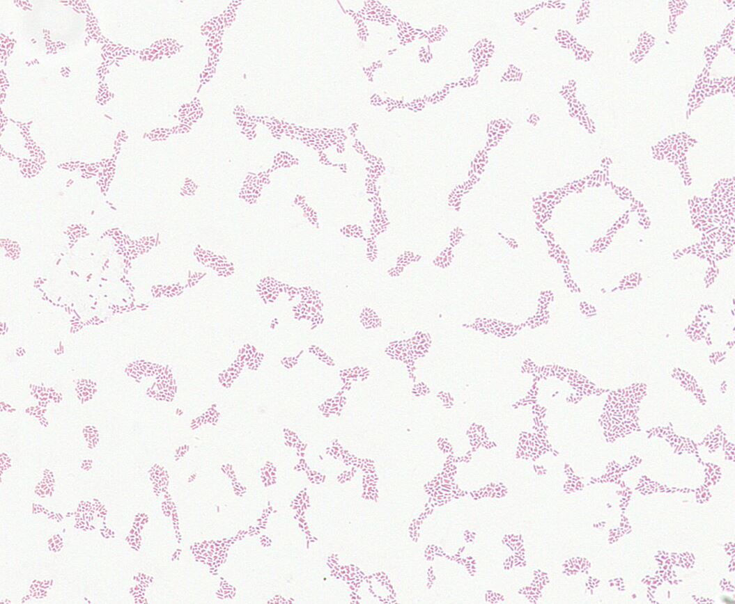 Bacteroides koreensis GMB1046