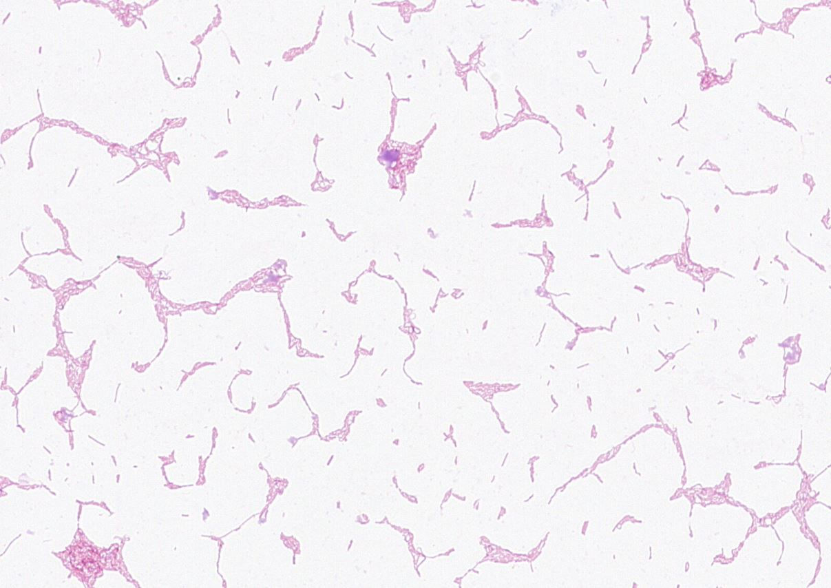 Bacillus paralicheniformis GMB2333
