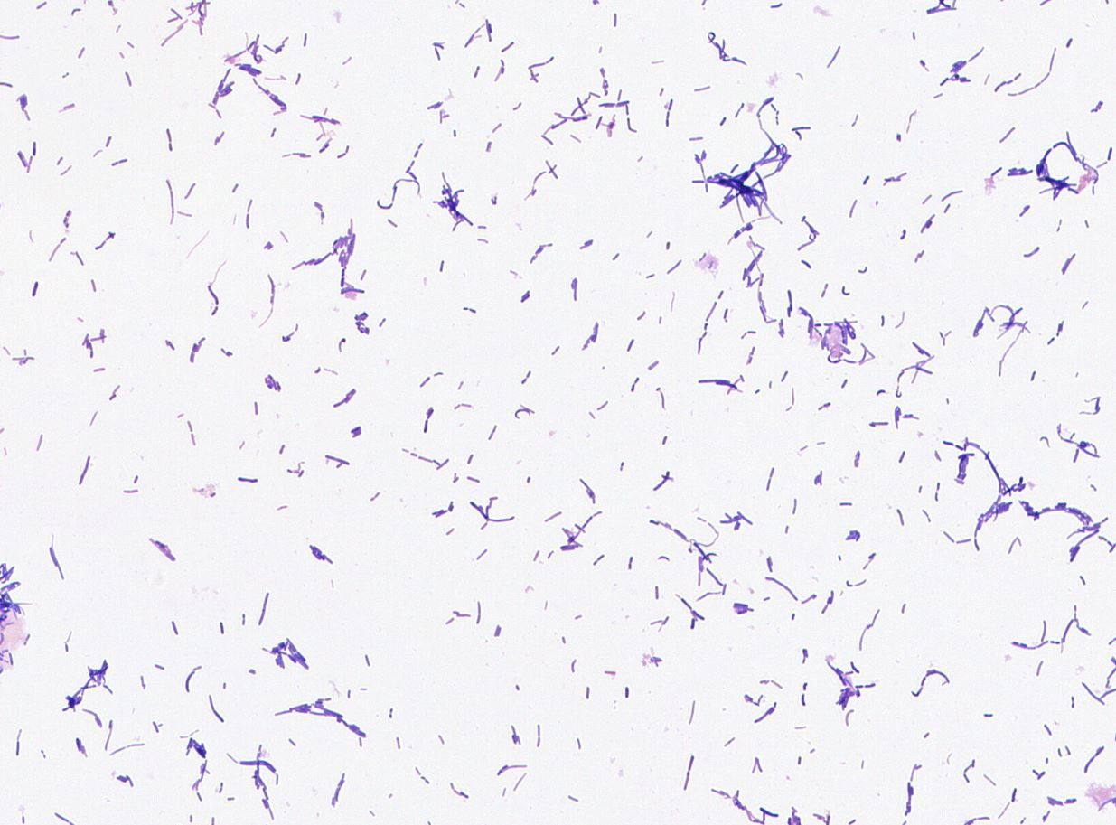 Bacillus piscis strain GMB0677