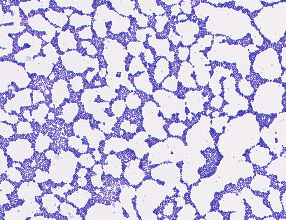 Staphylococcus caprae GMB1100