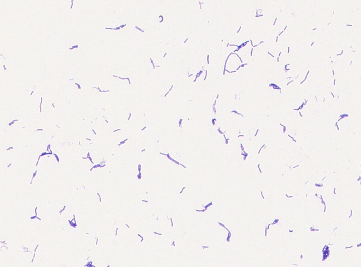 Lactobacillus sp. GMB0750