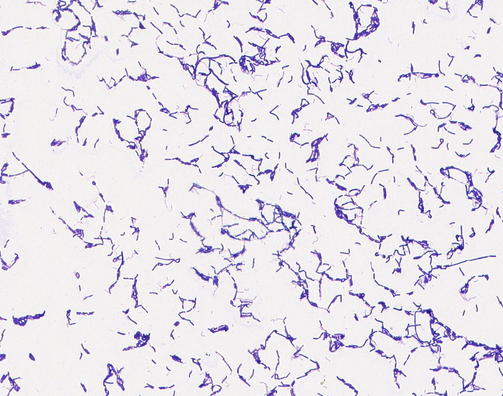 Lactobacillus pantheris GMB0115