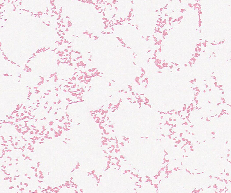 Faecalitalea cylindroides GMB0198