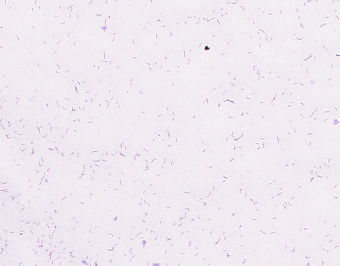 Lactobacillus murinus GMB2380
