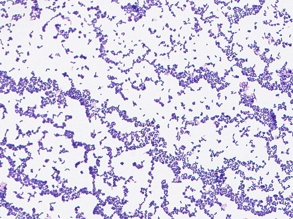 Lactobacillus sakei GMB0740