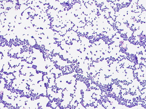 Lactobacillus sakei GMB0740 | GMBANK