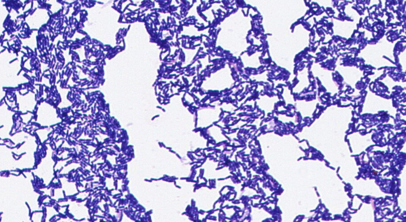 Bacillus subtilis  GMB0840