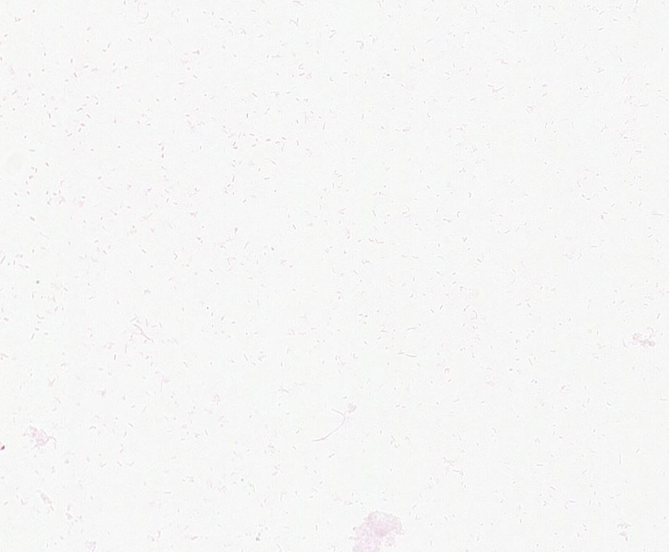 Citrobacter freundii GMB1350